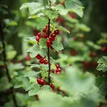 Na Dubie Hébergement de vacances Zalewo (Ostroda)