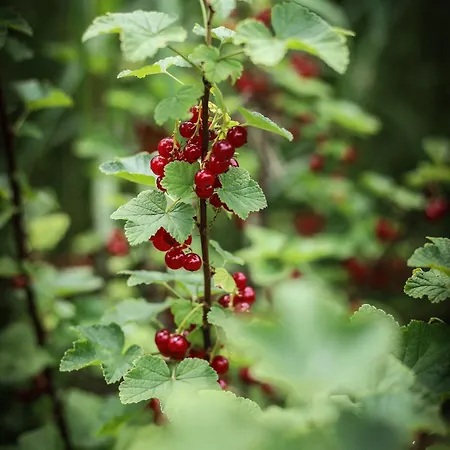 Na Dubie בית נופש Zalewo (Ostroda)