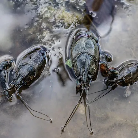 Na Dubie בית נופש