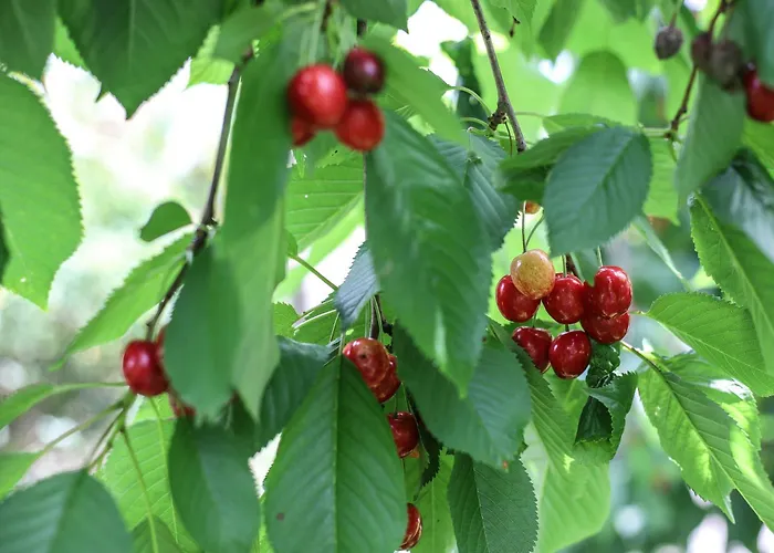 Na Dubie Holiday home Zalewo (Ostroda)