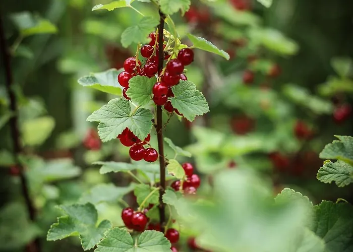 Na Dubie Holiday home Zalewo (Ostroda)